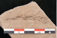 Foto (Detailansicht) von Taxodium distichum miocenicum Heer (NHMW-GEO-2024-0188-6409)